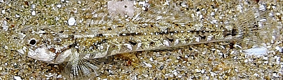Pomatoschistus bathi